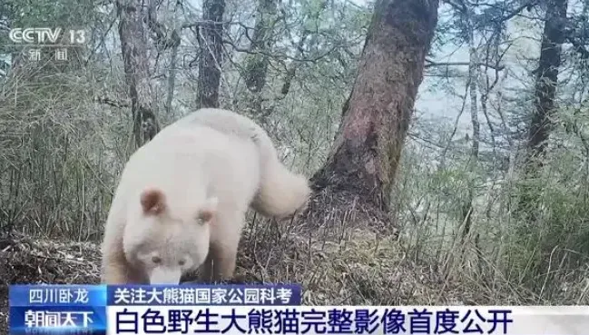 首度公開！四川出現「純白大貓熊」　網驚呼：這是去北極玩了嗎