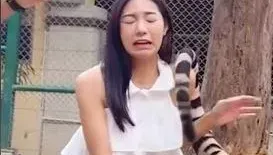 為在動物園拍網美照！正妹伸手摸老虎　下秒遭「尾巴打臉」問候
