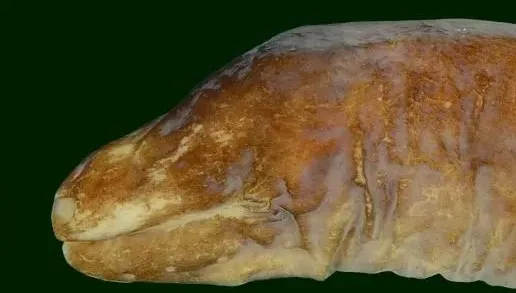 目光如豆「無眼魚」新物種！中山大學團隊進地下洞穴發現　命名「豆眼鰭尾鯙」