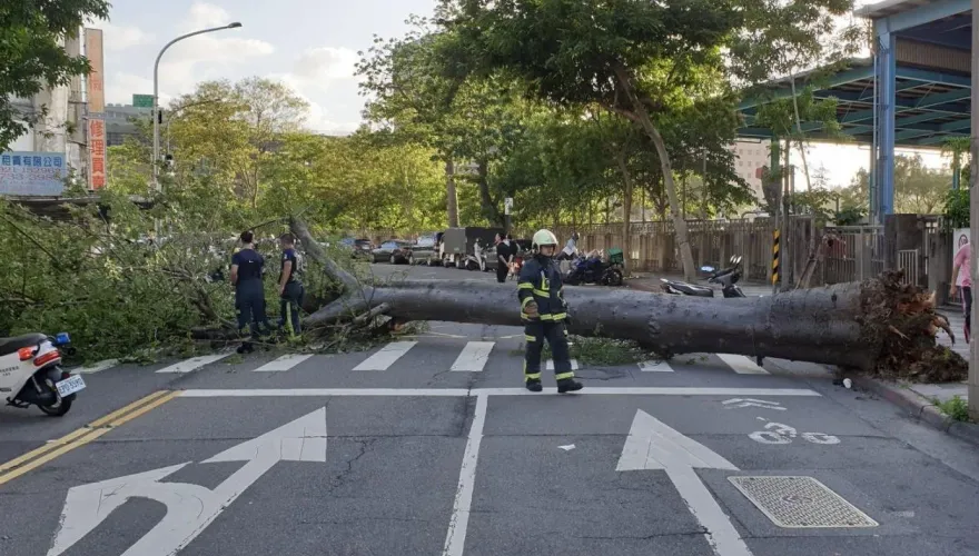 快訊/北市辛亥路13米高路樹倒塌　連根拔起橫躺車道幸無人傷