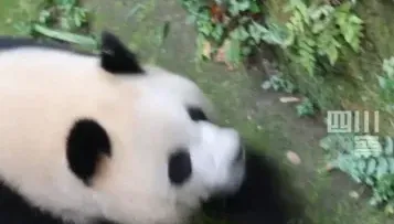 影/有夠沒水準！男子朝大貓熊亂潑水　遭終身禁止進入貓熊基地