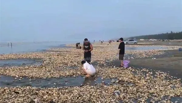 影/颱風實現「海鮮自由」？沙灘突現密密麻麻「生蠔帶」　民眾狂撿百斤…官方：母湯！別下肚