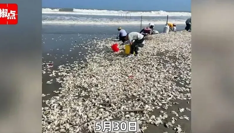沙灘冒大量生蠔！民眾「帶桶狂撿」回家大啖恐慘了　當局1原因籲：別吃