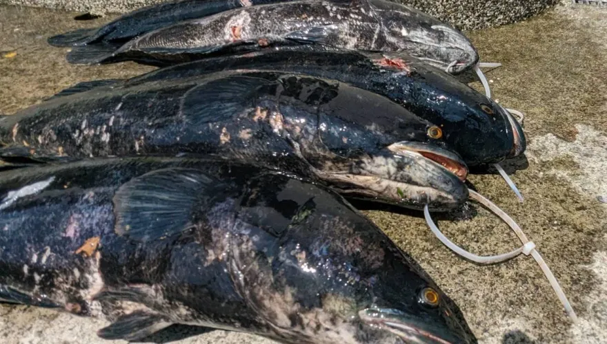 「湖中惡霸」現形！日月潭水位上漲　5條超肥魚虎築巢遭一網打盡