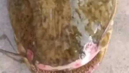 鴨子頻失蹤疑遭水怪吞噬…抽乾河水驚見15kg「尖牙怪魚」　網：恐怕會吃人
