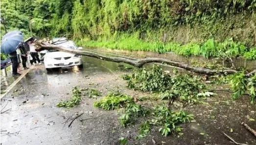 影/大雨釀災！竹東122縣道大樹倒塌　重砸過路轎車
