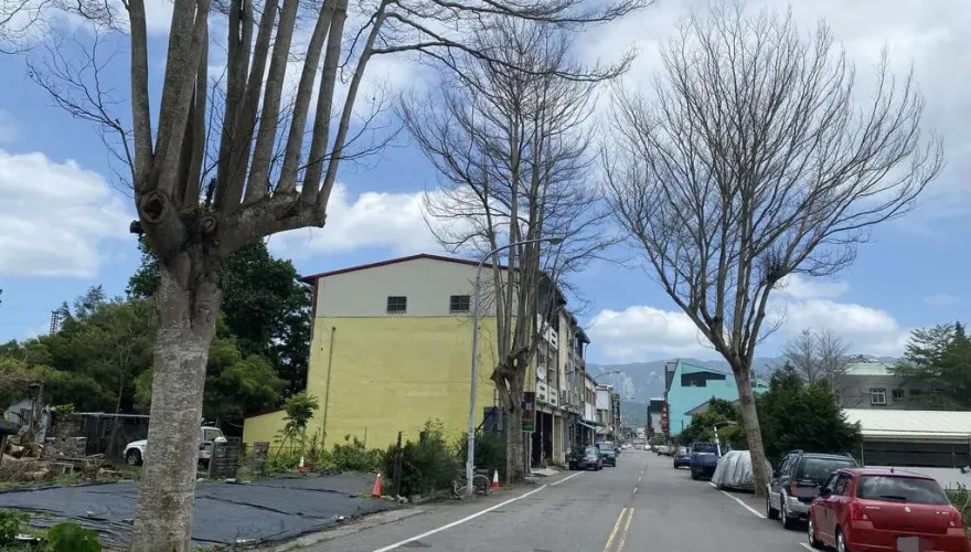 台東出現路樹殺手！8棵小葉欖仁遭「鑽孔下毒」全枯死　兇手恐賠10萬元