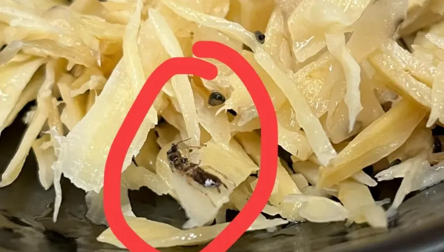比抹布水還噁！知名連鎖豬排店牛蒡絲「小強當芝麻灑」　妹子嚇壞吃完狂拉