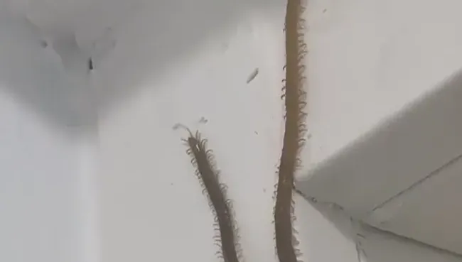 影/慎入！恐怖「巨型生物」上百對蟲足爬行　10秒影片讓百萬網友發毛