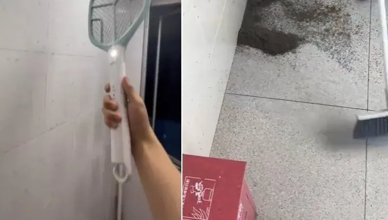 蚊子大軍侵門踏戶！男子不忍了「啪啪啪」　屍體成堆…網毛炸：看到背脊發涼