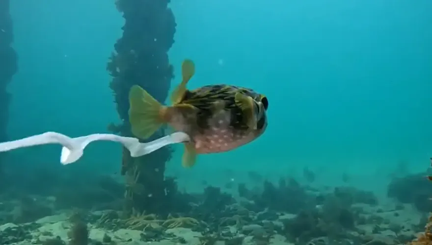 影/「河豚屁股飄彩帶」化身《小美人魚》　夢幻真相驚呆全網