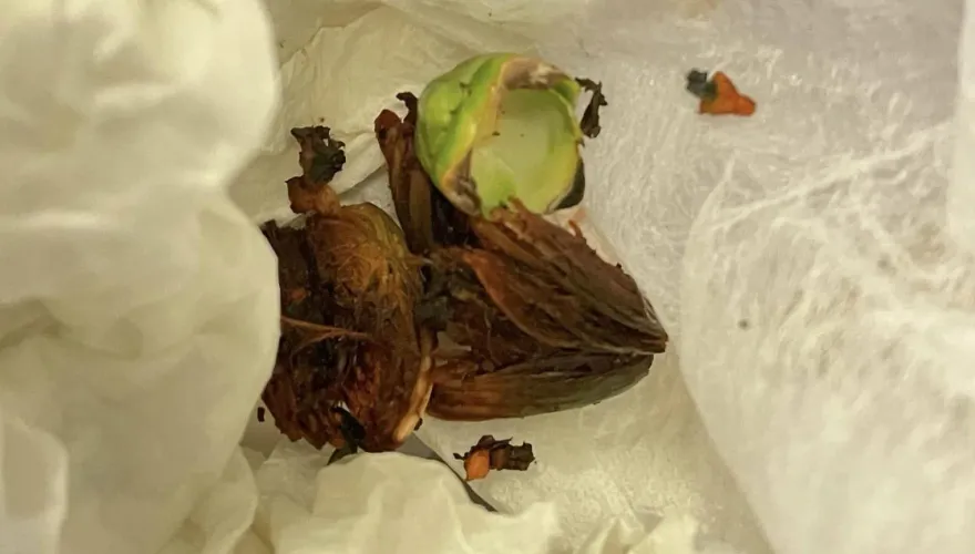嘔嘔嘔！好市多買褲「口袋撈出噁心紅渣」　他倒半罐漂白水處理