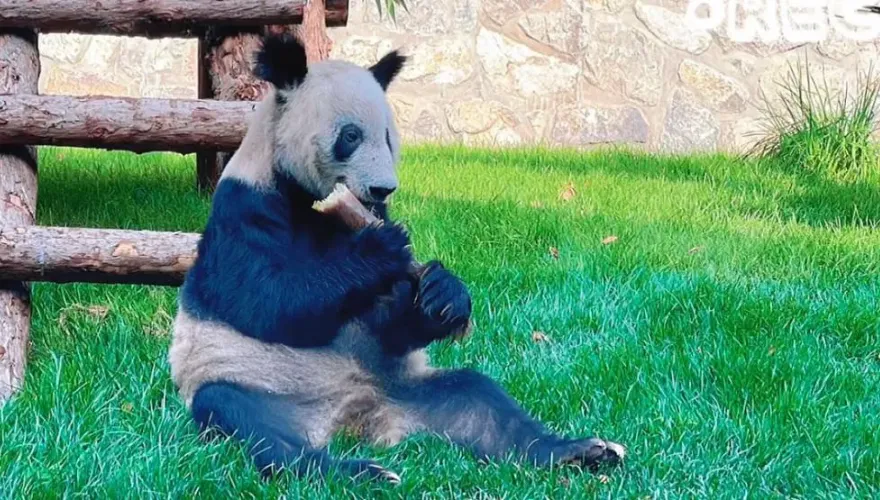 北京動物園首公開「丫丫增肥」片　華春瑩發推特：在家最好