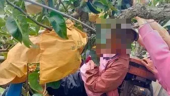 苗栗果園農用車意外！老農遭夾困卡樹上　警消鋸樹搶救
