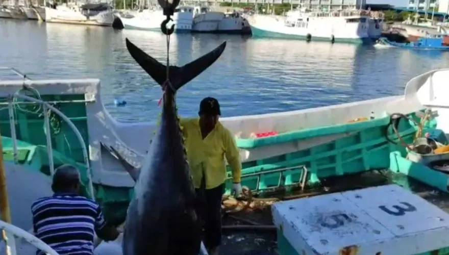 影/黑鮪魚大豐收！東港漁船「鮪魚堆滿滿」　壯觀畫面曝光