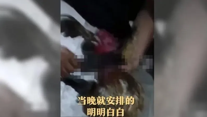 影/雞鳴聲影響考生休息　主人見員警上門「大義滅親」：今晚就吃雞