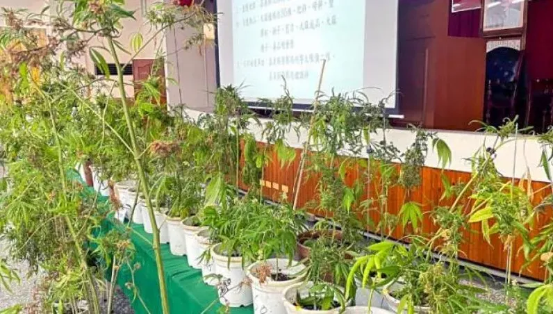嘉義毒蟲落網...警意外搜出「蘭花園」！父子種大麻自產自銷遭逮