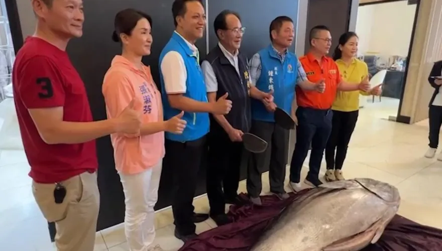 影/最狂縣長vs最肥鮪魚！苗縣義交大隊長交接授證　300斤黑鮪魚加菜成焦點