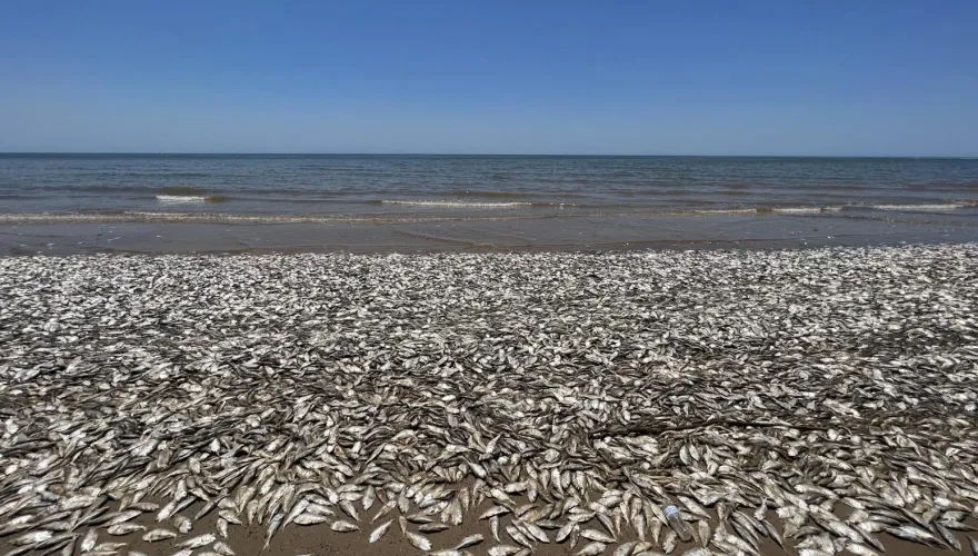 美國德州驚傳魚群大量死亡！魚屍綿延數英里畫面嚇人
