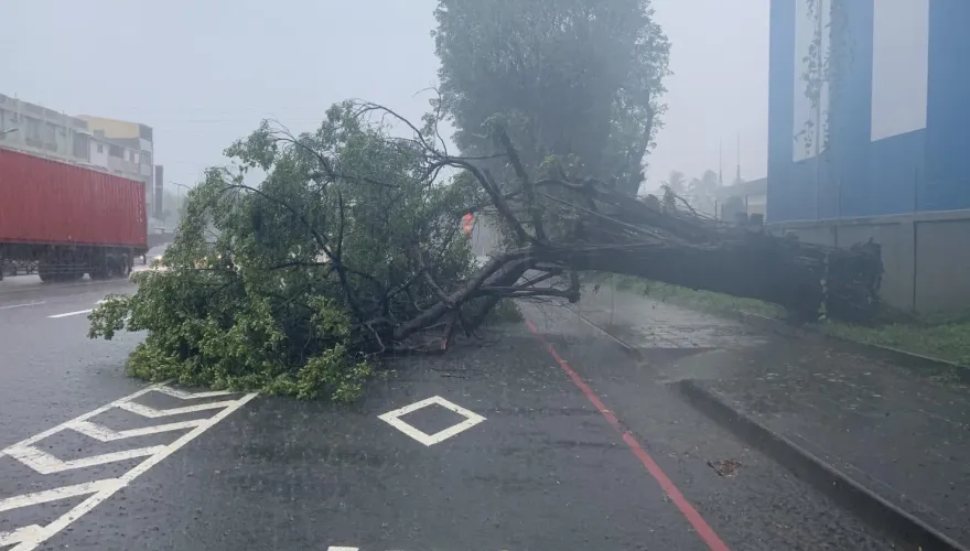 影/高雄小港驟降豪雨！大樹連根拔起　現場畫面曝
