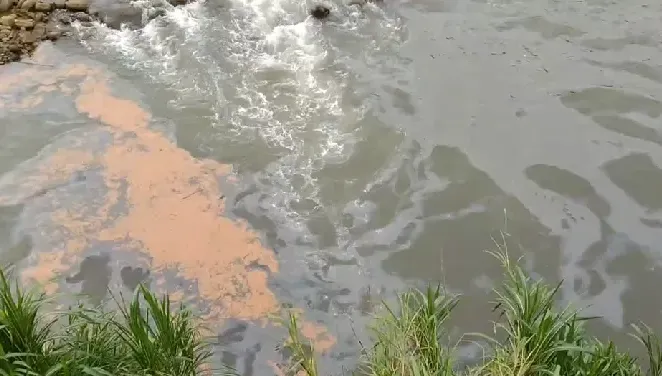 影/關西牛欄河爆惡臭！土色漂浮物、魚群暴斃　上游工廠廢液桶空了