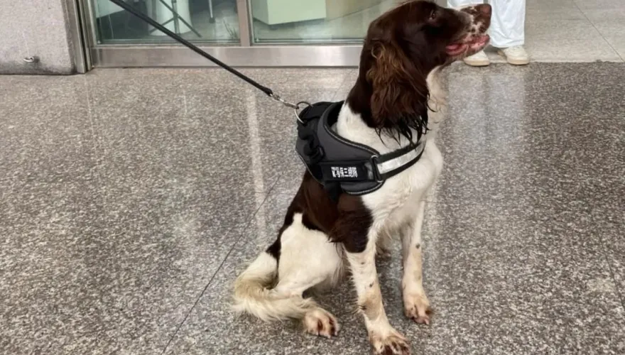 影/聞到你了！「超萌警犬」抓到毒販躲在透天厝夾縫　今晚賞肉肉