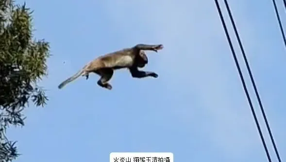 影/身懷絕技！獼猴遭大冠鷲攻擊受驚　下秒凌空飛躍徒手勾住電纜線逃命