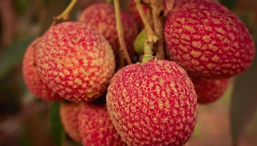 超推！荔枝一大箱吃不完　家事達人好奇試「5步驟保存法」7天後新鮮不打折