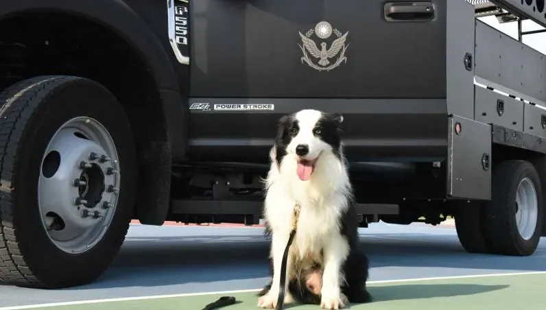 退休享清福了~新北5警犬退役「133人瘋搶」　僅4人有資格帶「小英雄」回家
