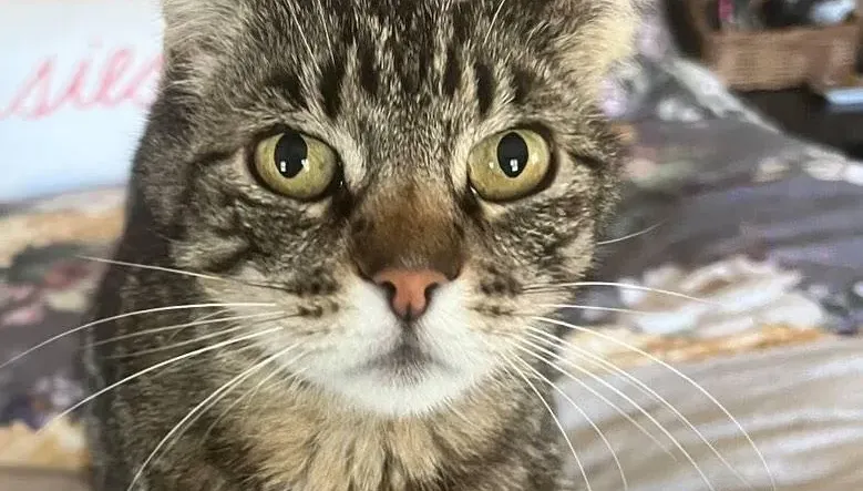 遭遇野火和貓咪失散近6年　飼主靠「寵物晶片」與愛貓奇蹟重逢