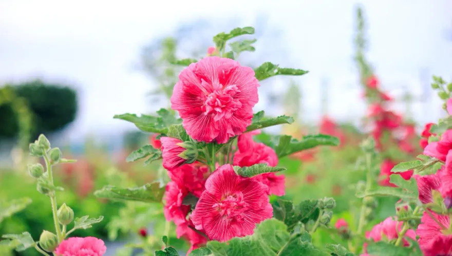 來看「一丈紅」本尊！士林河雙21河濱公園一覽「蜀葵之森」　繽紛花海超好拍