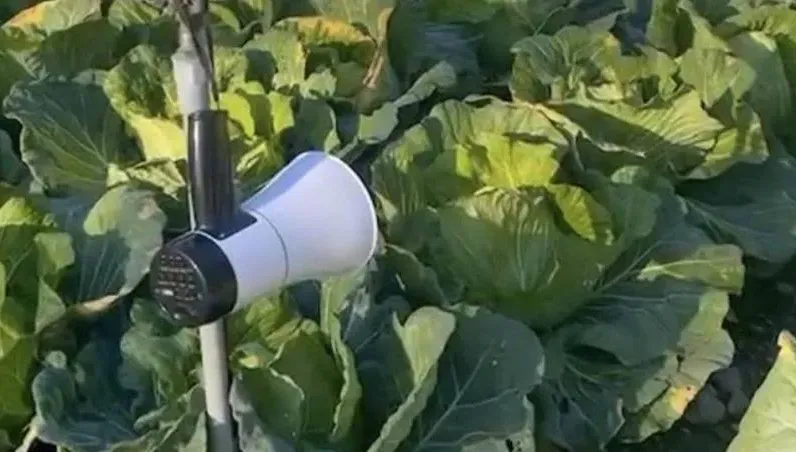 猴子闖菜園「白吃白喝」　菜農用大聲公：你已違反刑法