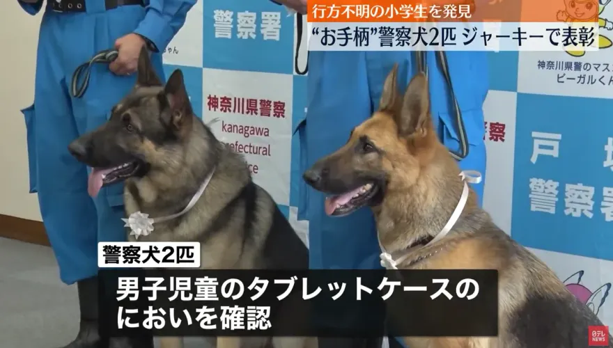 影/警犬尋獲失蹤男童表現傑出　長官頒獎還送香香肉乾犒賞