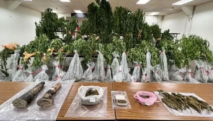 泰籍夫妻在台南種千萬「大麻農場」　警攻堅驚見「樹長到4米高」