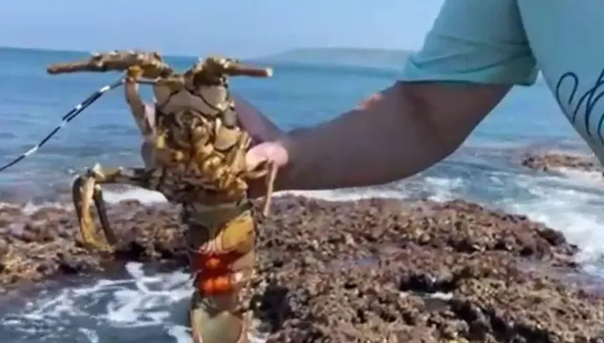 影/放生抱卵龍蝦！墾丁烤肉業者逆風　背後暖心原因曝