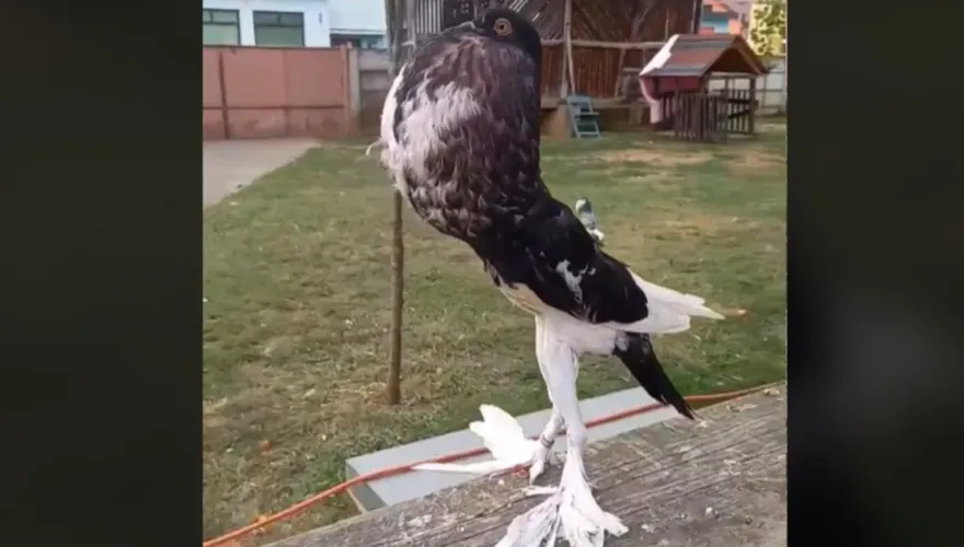影/進化了？鴿子挺「超巨胸肌＋白嫩大長腿」飼主透露：這是鴿子界名模