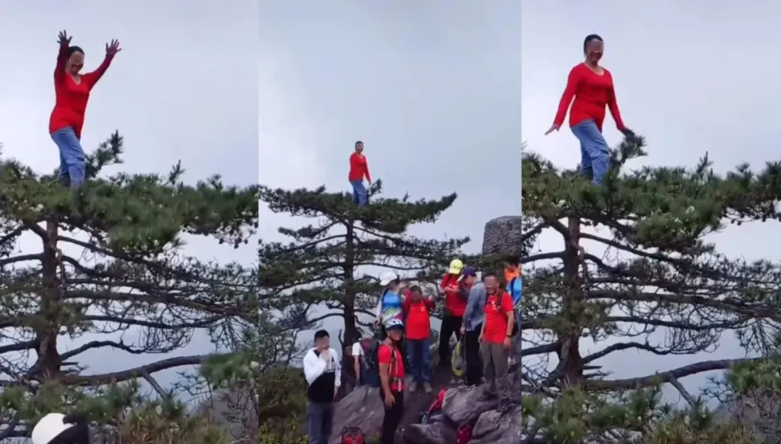 影/大媽爬上百年松樹頂「雙手狂舞」　只為打卡拍照...網斥：腦袋去哪？