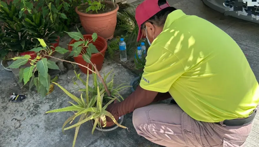 北高雄守不住！茄萣區登革熱+1　陳其邁坦言：與東南亞國家密切來往有防疫壓力