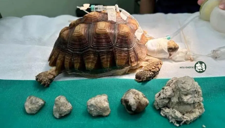 早日康復！龜龜尿結石「5星連珠」最後1顆巨無霸　台大：本年度最大顆