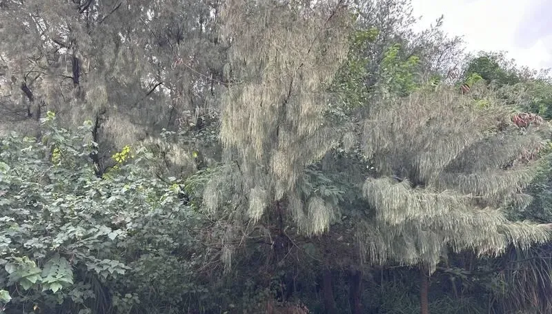 男遭轟斃棄屍防風林、野狗啃食「手腳剩骨頭」　惡煞判17年