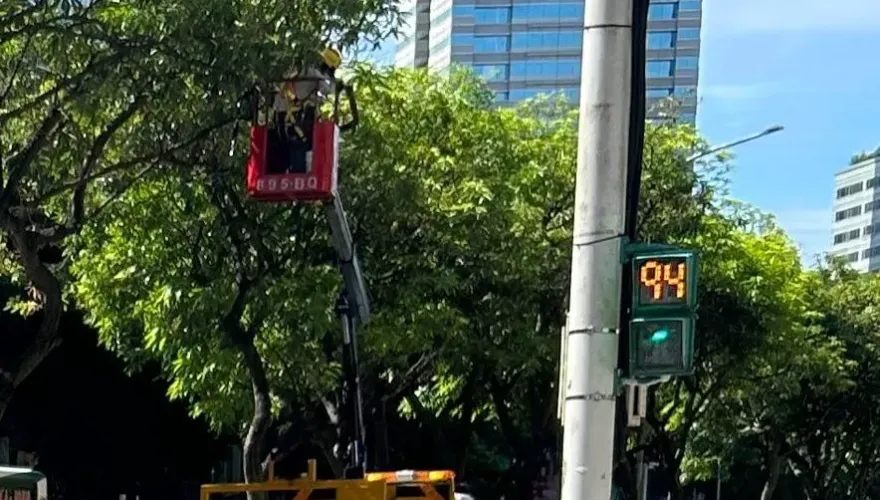 北市芒果樹結果纍纍！打果大隊出動　果實生澀難吃「別撿」