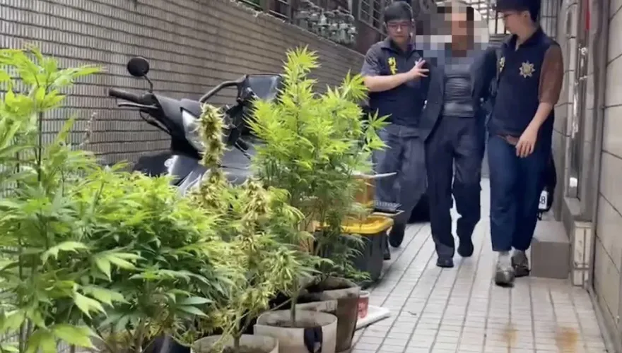 影/嗨翻片！武師頂樓種大麻自產自銷　還持刺殺安倍「同款霰彈槍」防身