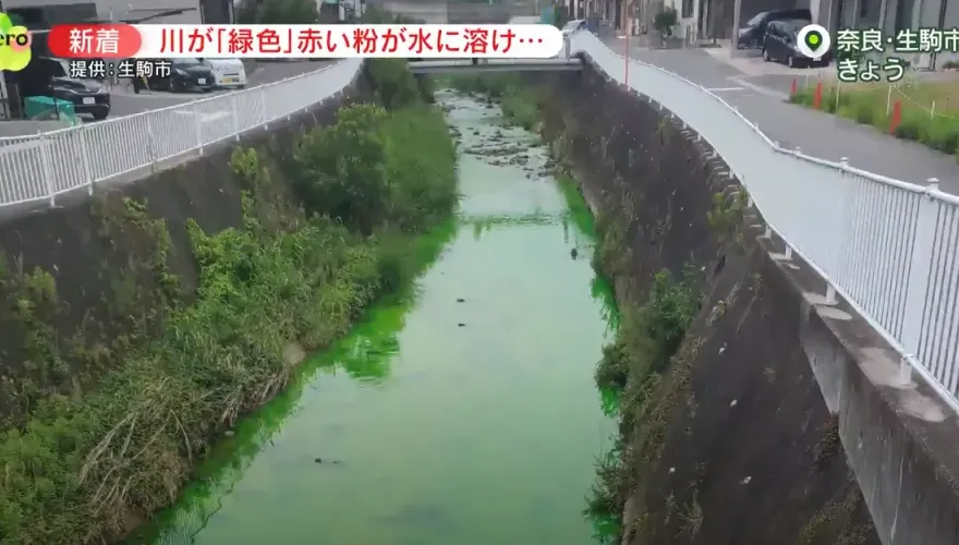 影/日本奈良河川呈現詭異「螢光綠」　水中檢測出化學物質「螢光素」