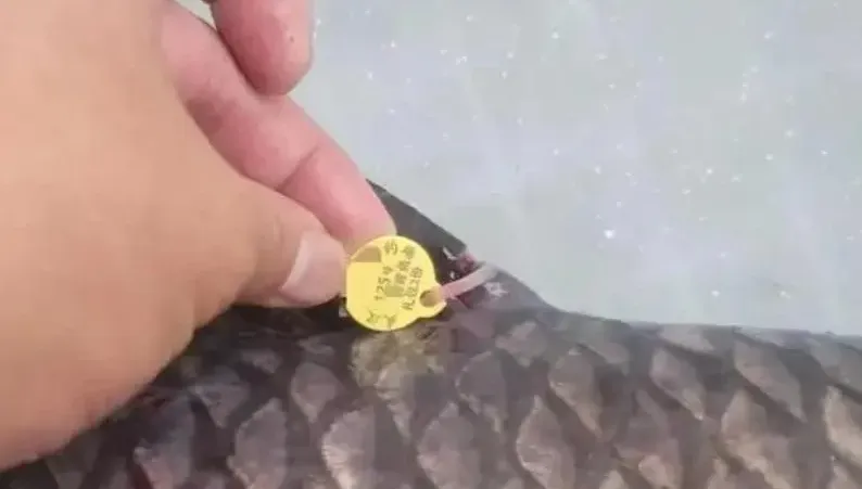 影/一條魚換260萬？垂釣場變賭博窩　「釣客像著魔一樣」警突襲逮86人