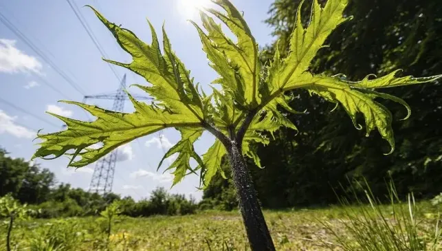 14歲少年觸碰「英國最危險植物」身上4處長嚴重水泡　醫：還會有後遺症
