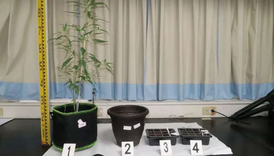 影/欠百萬卡債！台南男子異想天開　透天厝「種大麻」販售還債