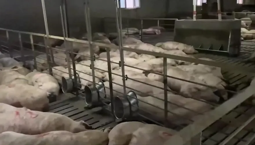 影/真芭比Ｑ了！養豬場停電「60度高溫烤5小時」　 462頭活豬慘熱死只因「枯枝掉落」