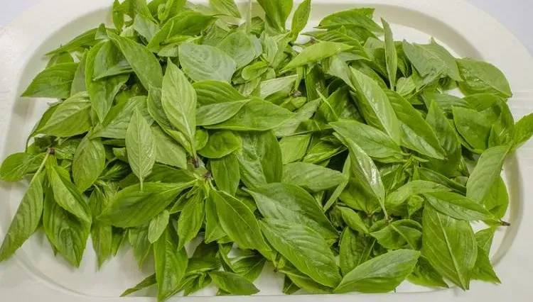 羅勒家族3植物外觀、氣味皆不同！農糧署：氣味最濃郁是「它」