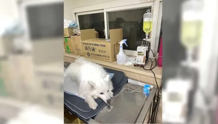 狐狸犬隨翁散步慘遭獒犬追咬喪命！　肇事飼主下場慘了