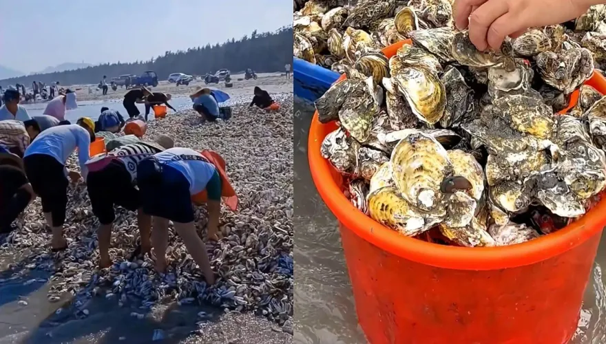 影/颱風實現「海鮮自由」！廣東海灘布滿生蠔蛤蜊　民眾扛布袋裝：根本撿不完